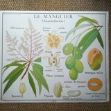 Rossignol pedagogical poster "The cotton tree and the mango tree" vintage.