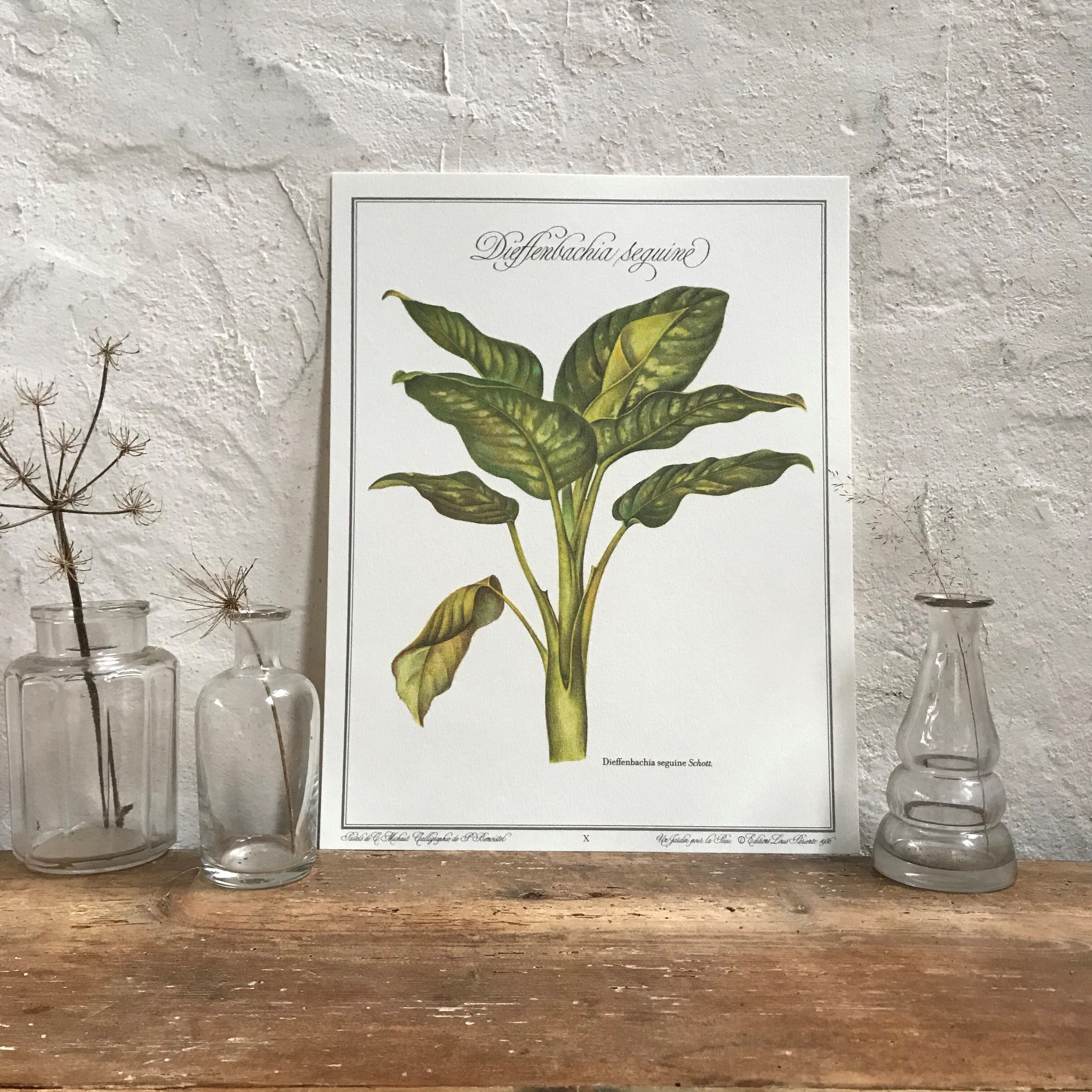 Planche botanique dieffenbachia seguine