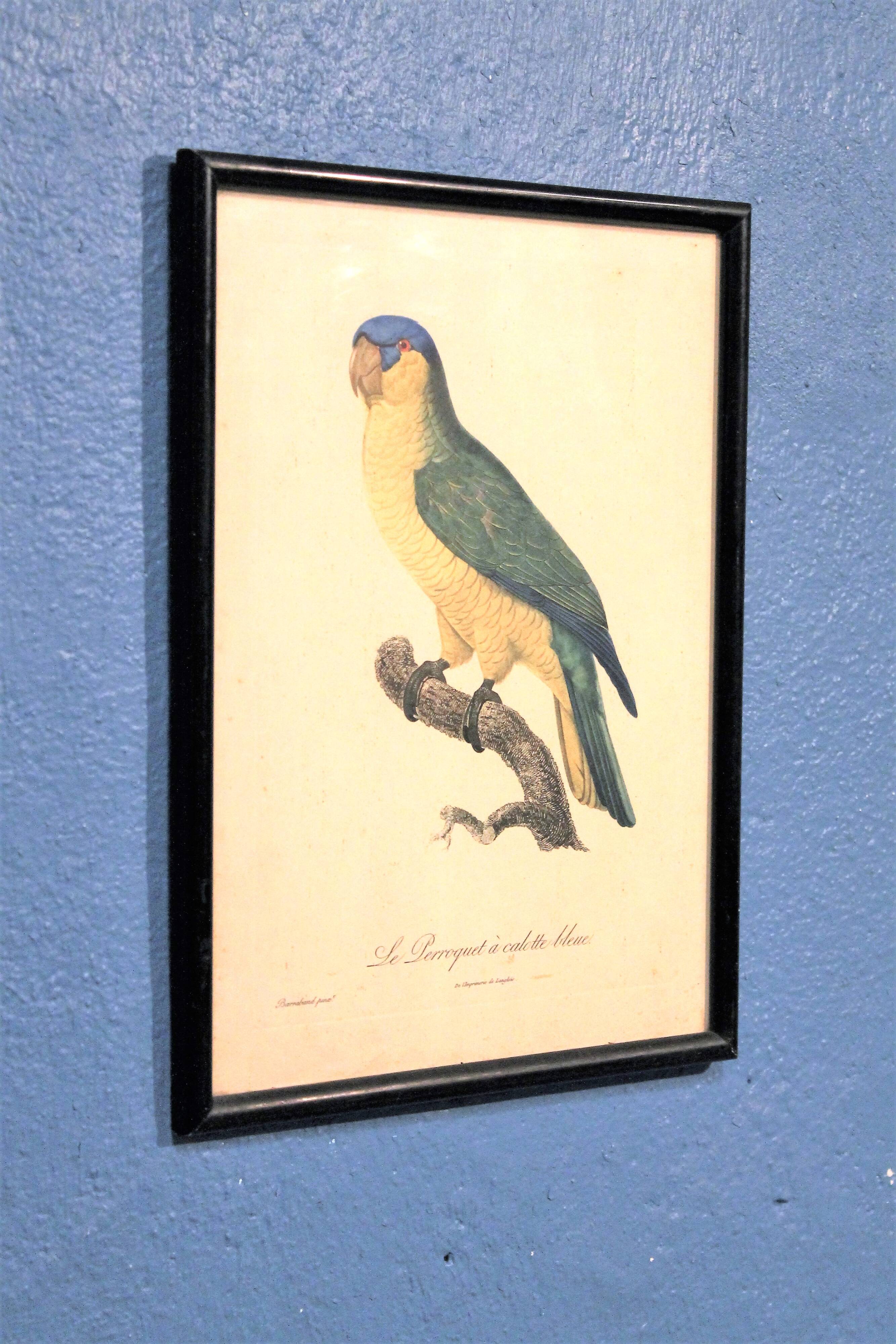 Engraving "Parrot" late 19th century