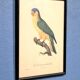 Engraving "Parrot" late 19th century