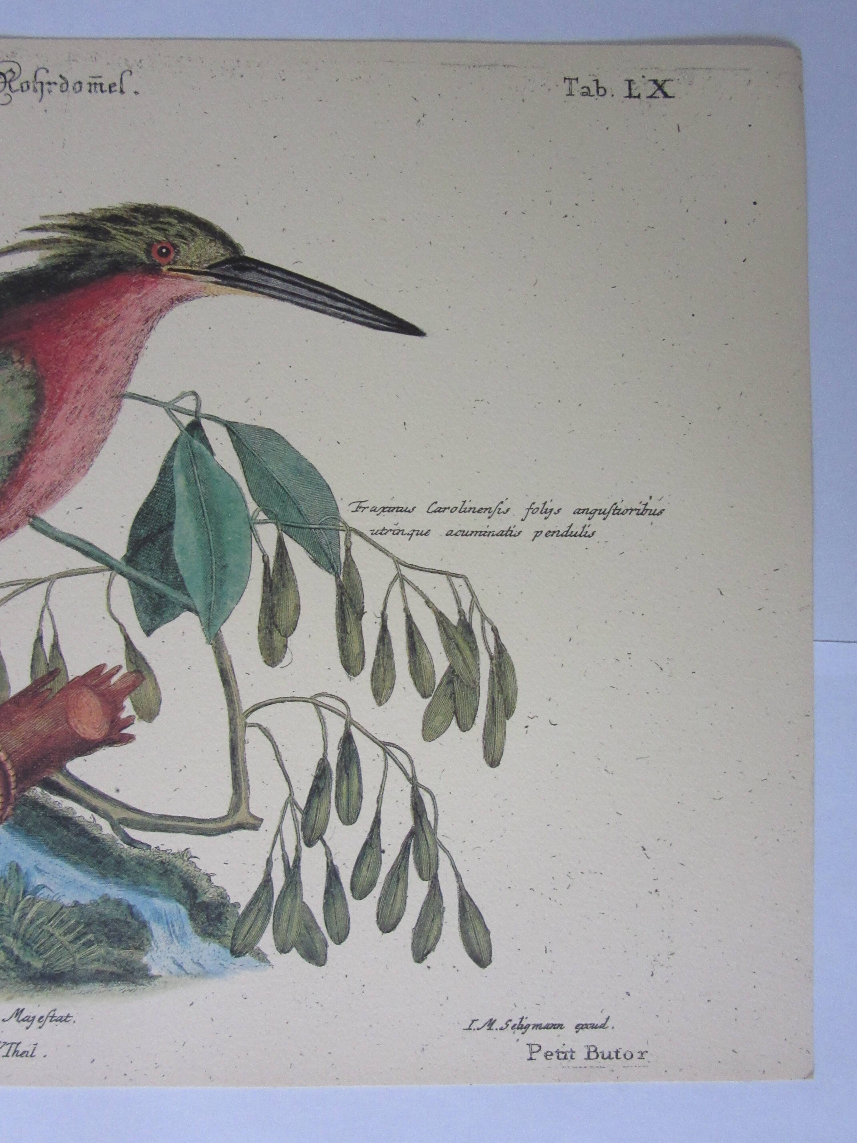 Engraving bird, little bittern, repro Catesby/Seligmann