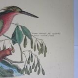 Engraving bird, little bittern, repro Catesby/Seligmann