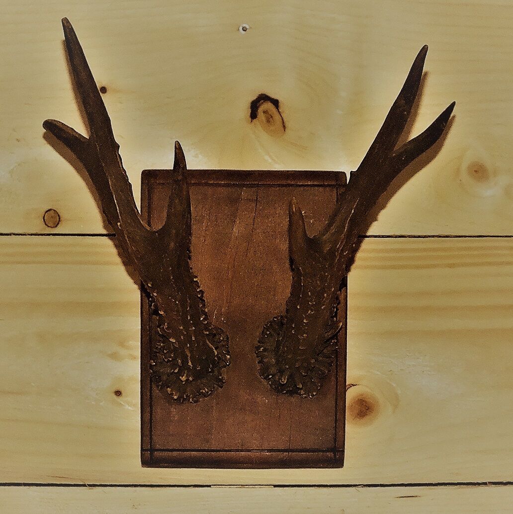 Hunting trophy, deer antler