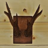 Hunting trophy, deer antler