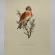 Illustration oiseau des années 60 - La Linotte Mélodieuse - Planche ornithologique vintage