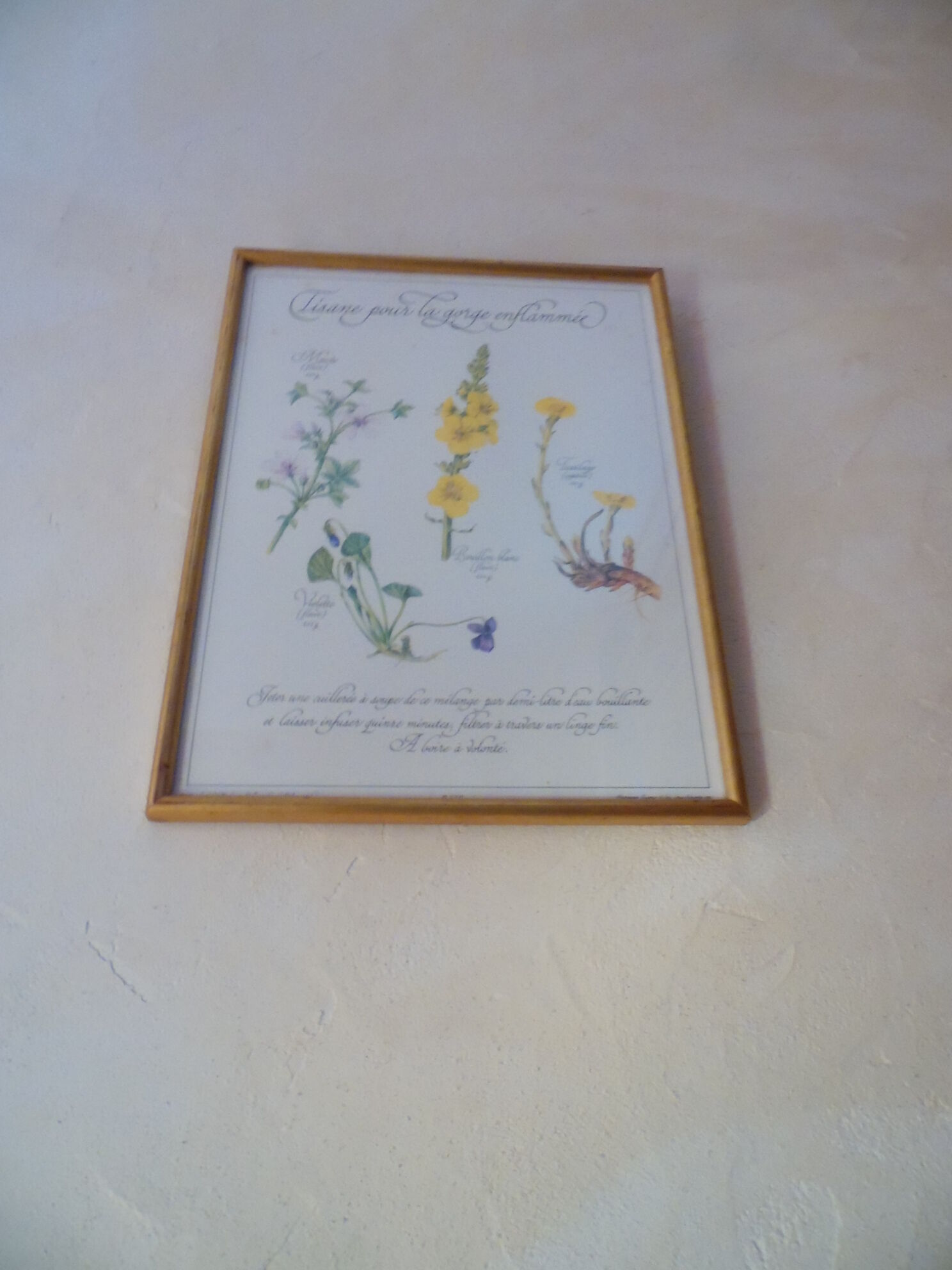 Botanical board Tisane inflamed throat , 1982 C Michaut