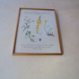 Botanical board Tisane inflamed throat , 1982 C Michaut