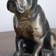 Delivered bulldogs from "Franjou"