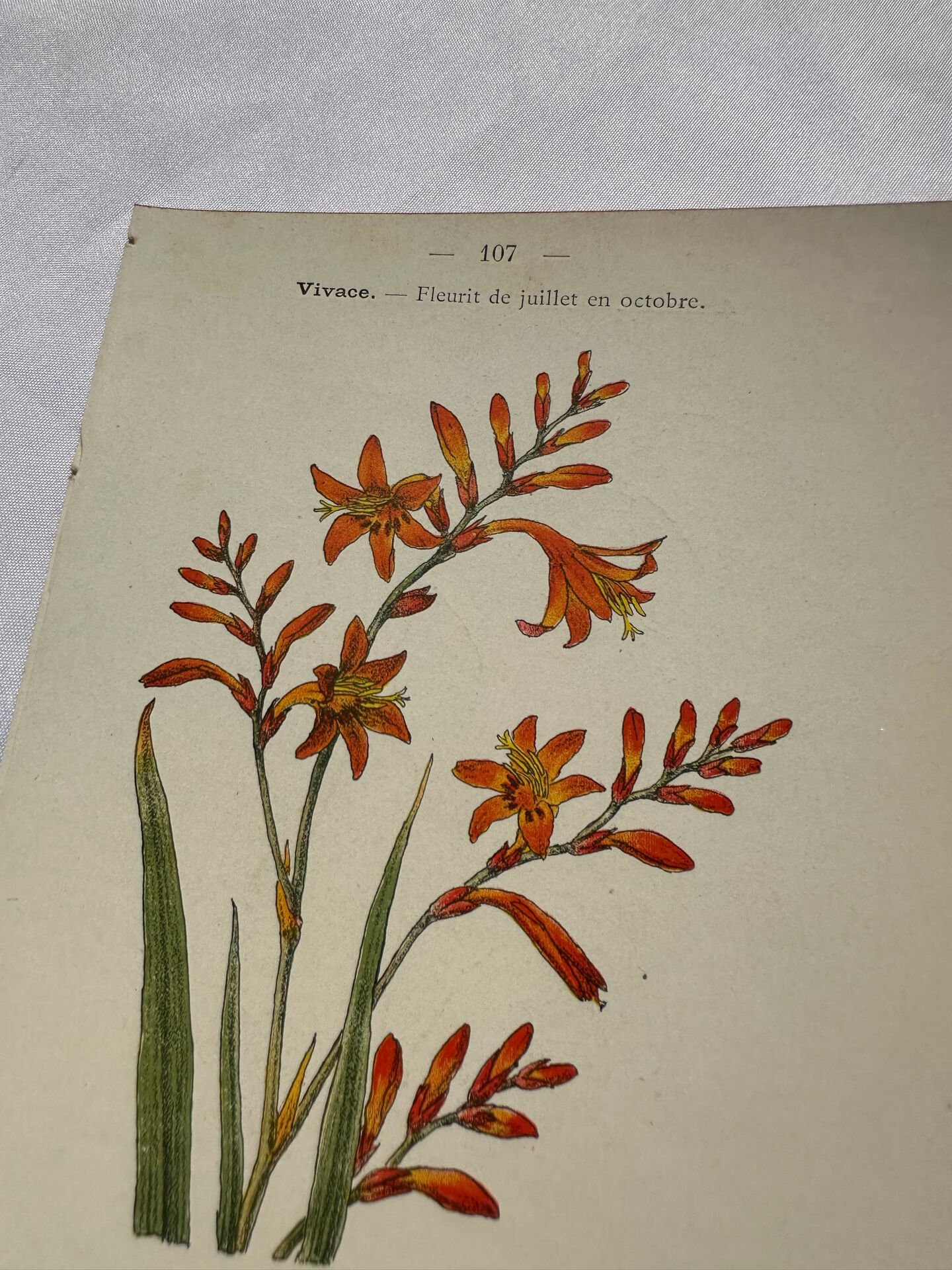 🌿 Botanical Plate Old Naturalist Engraving 19th Century Double-Sided A