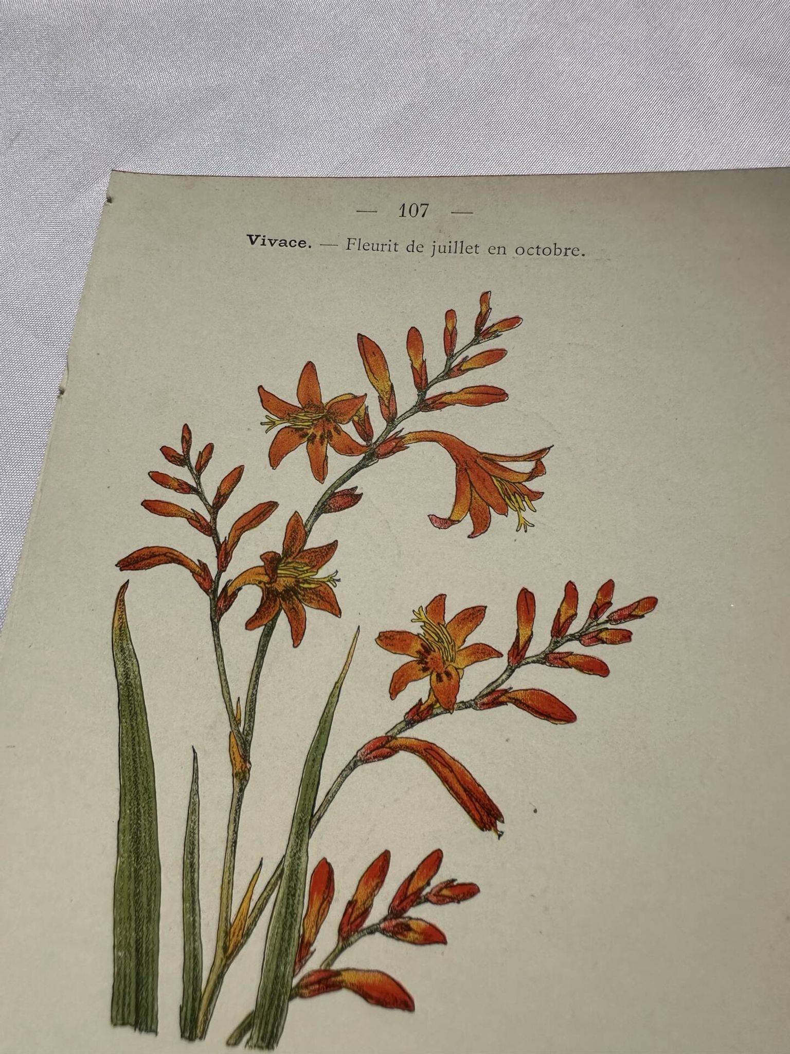 🌿 Botanical Plate Old Naturalist Engraving 19th Century Double-Sided A