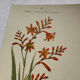 🌿 Botanical Plate Old Naturalist Engraving 19th Century Double-Sided A