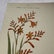 🌿 Botanical Plate Old Naturalist Engraving 19th Century Double-Sided A