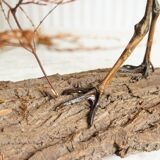 Stuffed bird "Eurasian Curlew" on plant base