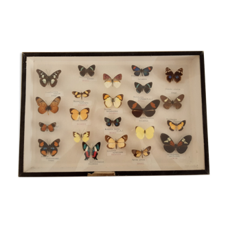 Entomology boxes, butterfly collection