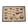 Boîtes d'entomologie, collection de papillons
