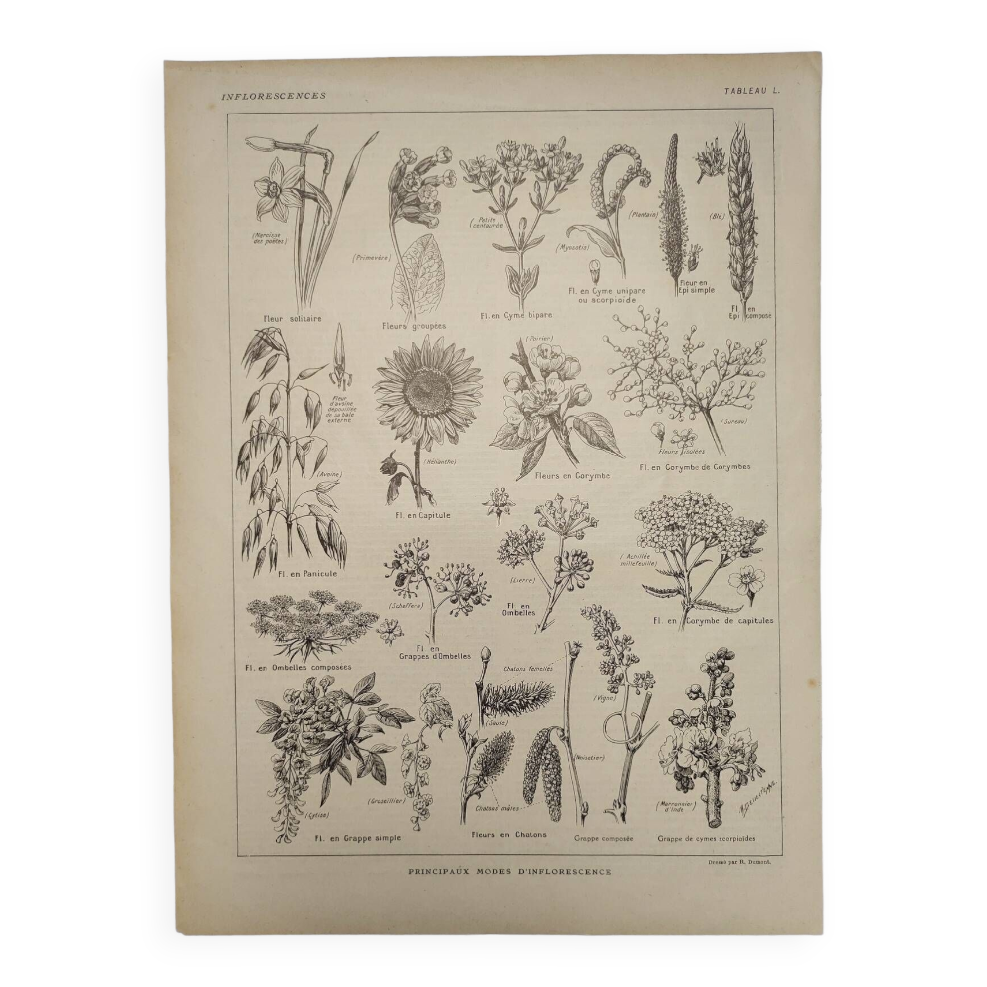 Illustration ancienne 1886 clocher rond botanique livre de