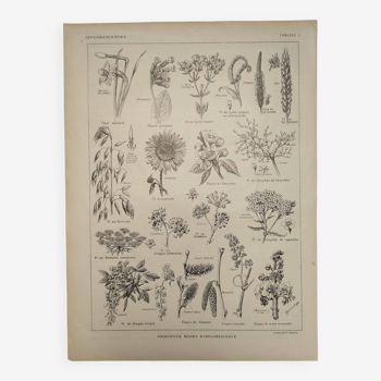 Gravure Originale de 1922 - Inflorescences - Planche , Botanique ancienne de fleurs et plantes