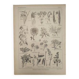 Gravure Originale de 1922 - Inflorescences - Planche , Botanique ancienne de fleurs et plantes