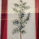 Planche botanique genevrier fond tissu cadre bois rose vintage