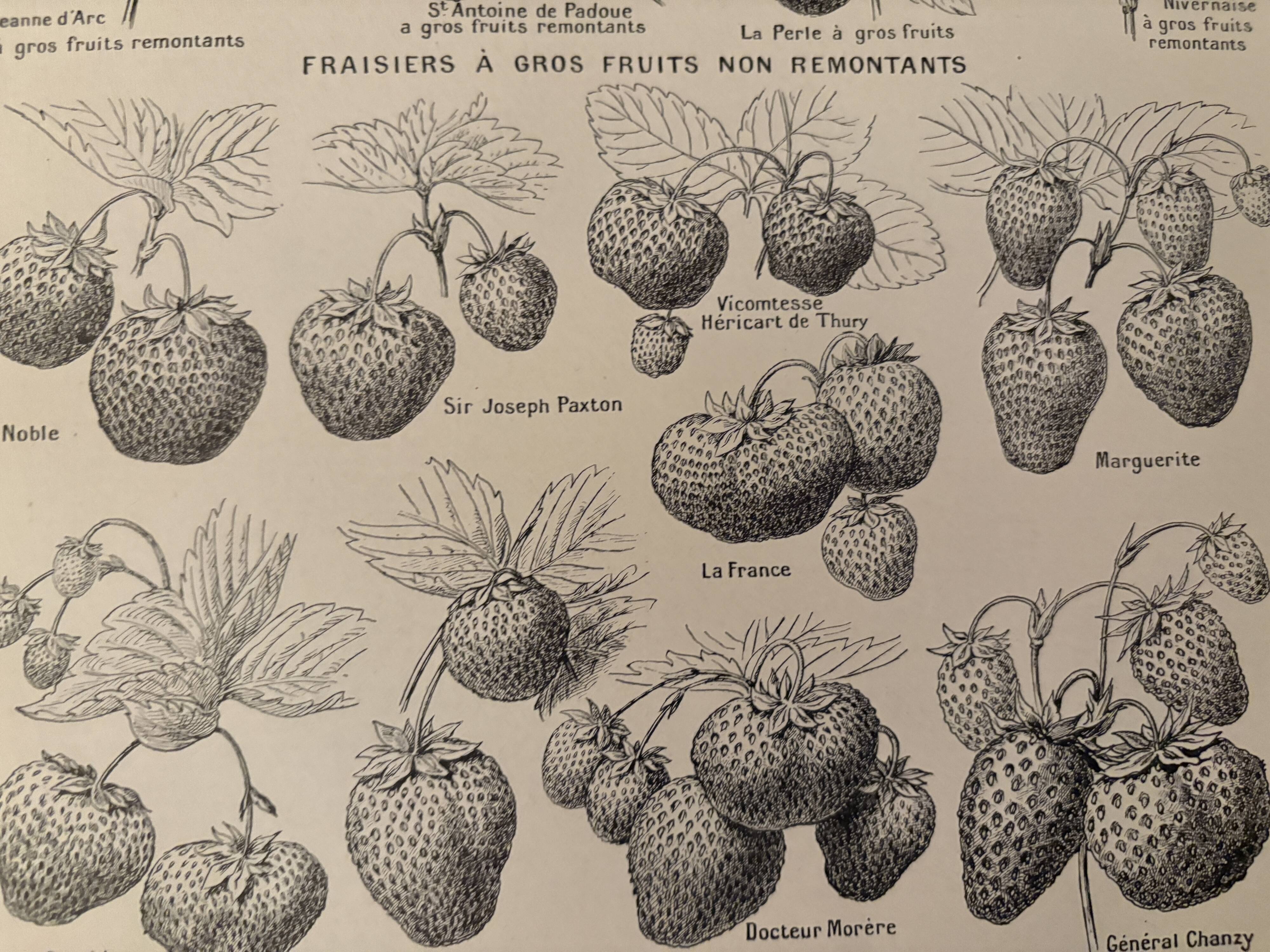 Lithographie sur la fraise - 1920
