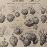 Lithograph on strawberry - 1920