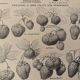 Lithographie sur la fraise - 1920