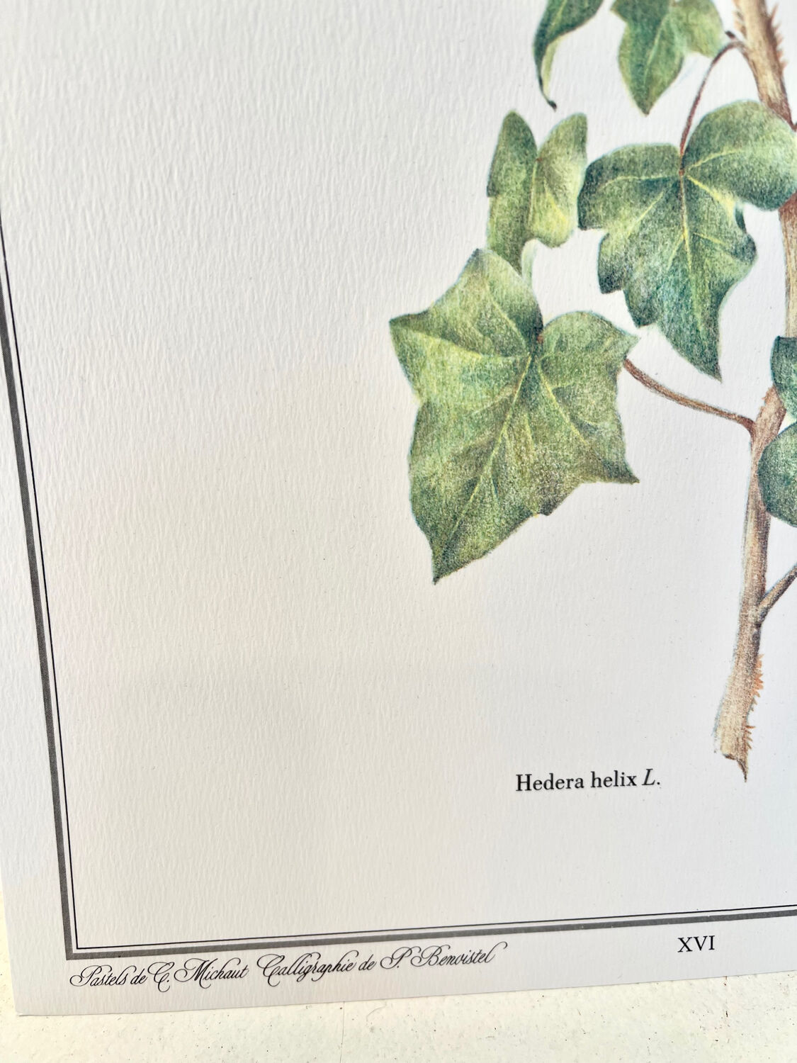 Botanical plate – Ivy – Louis Pariente, 1986