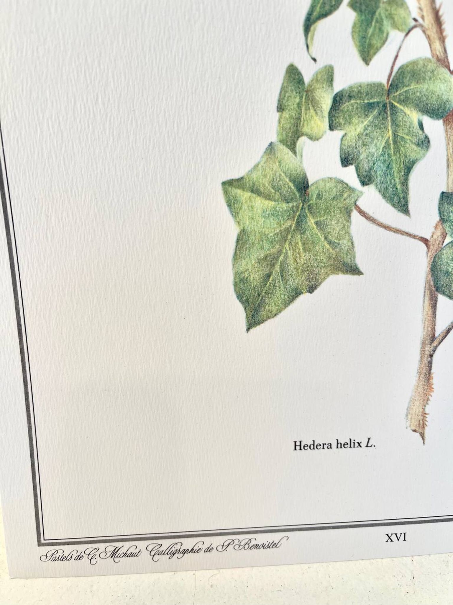 Botanical plate – Ivy – Louis Pariente, 1986