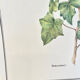 Botanical plate – Ivy – Louis Pariente, 1986