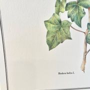 Botanical plate – Ivy – Louis Pariente, 1986