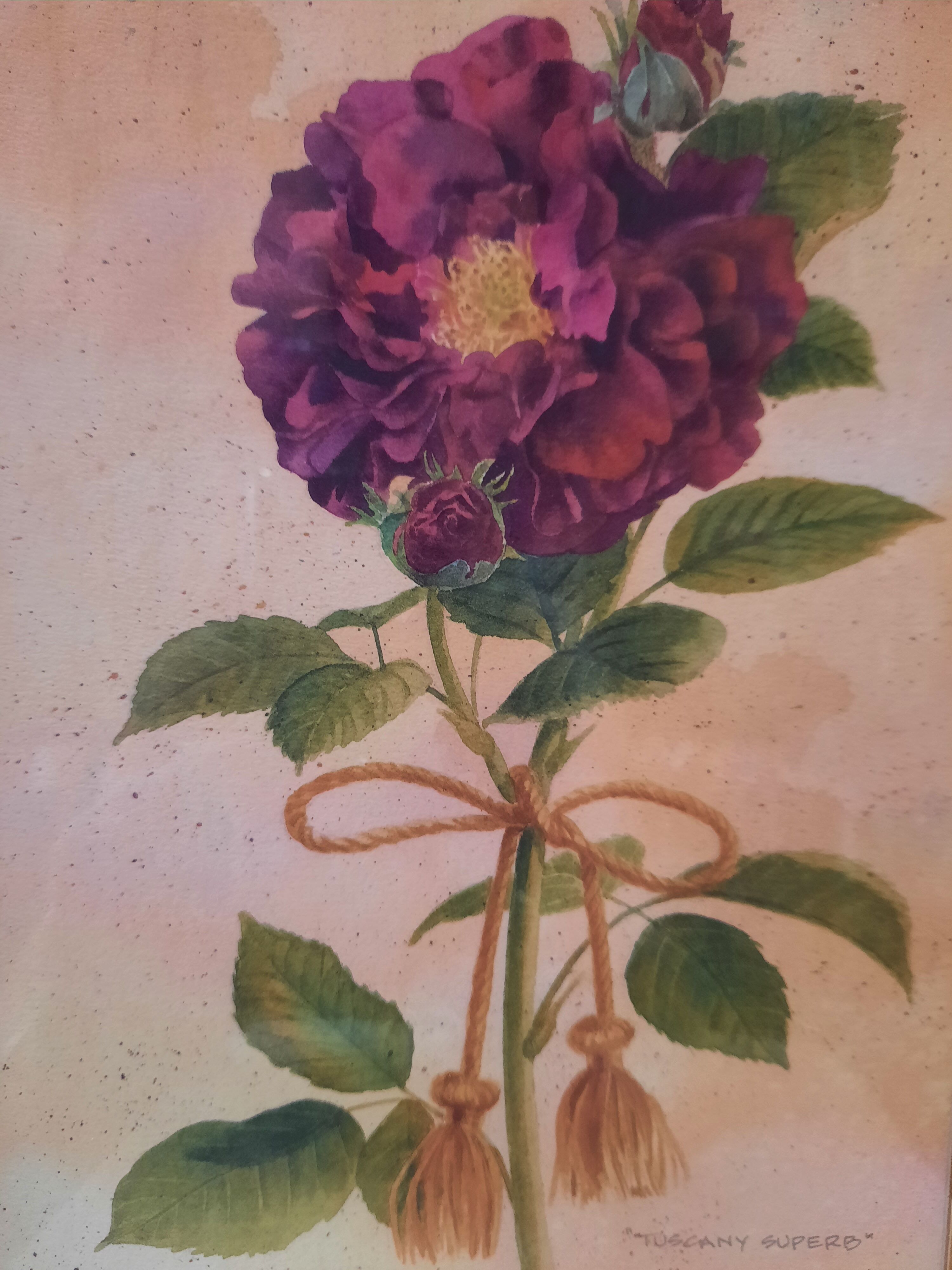 The Tuscan rose vintage illustration