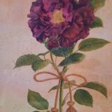 The Tuscan rose vintage illustration