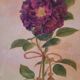 La rose toscane illustration vintage