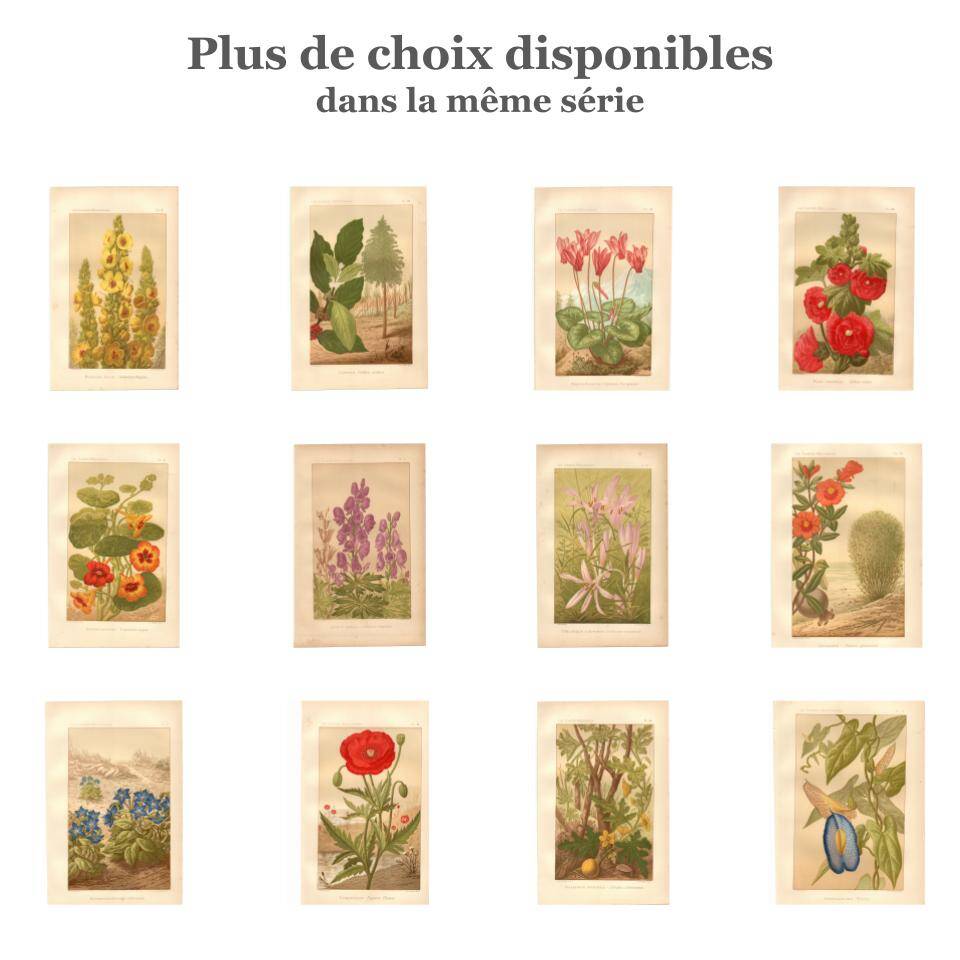 Gravure Botanique de 1889 - Colchique - ancienne Lithographie vintage fleur