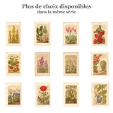 Gravure Botanique de 1889 - Colchique - ancienne Lithographie vintage fleur