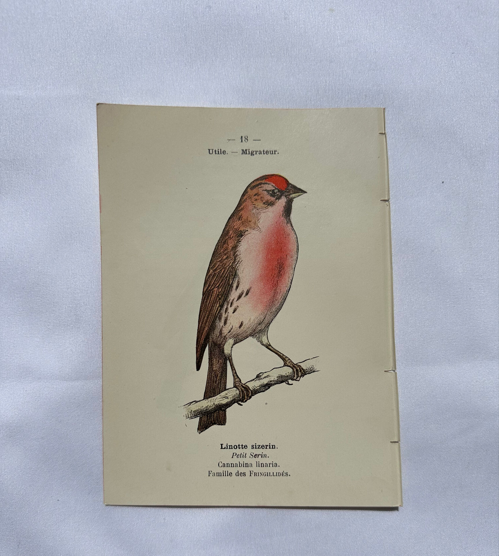 Planche Botanique Gravure oiseaux naturaliste  19eme recto verso  A
