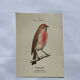 Planche Botanique Gravure oiseaux naturaliste  19eme recto verso  A