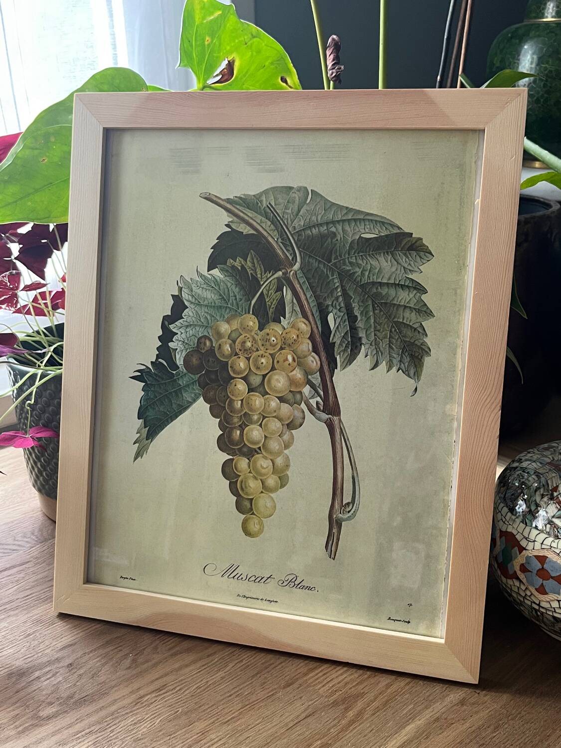 Botanical poster muscat - Turpin
