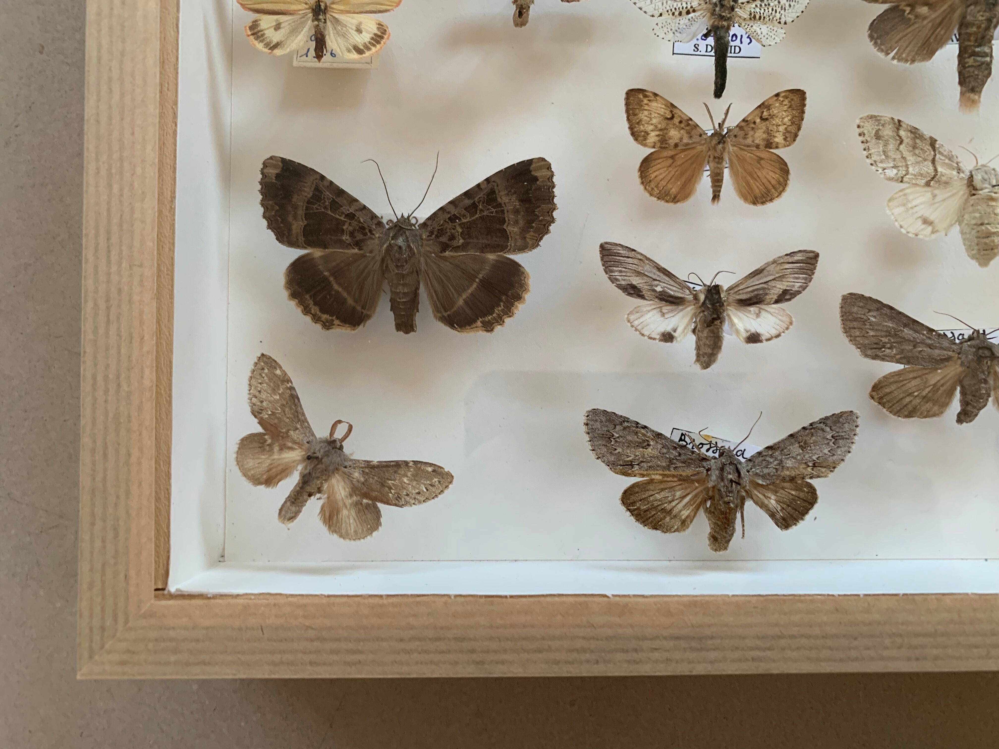 Butterfly frame stuffed under glass
