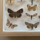 Butterfly frame stuffed under glass