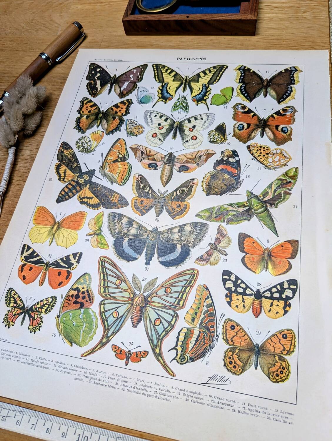 Imprimée en 1905, les papillons. Affiche Entomologique ancienne.