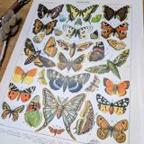 Imprimée en 1905, les papillons. Affiche Entomologique ancienne.