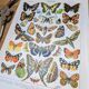 Imprimée en 1905, les papillons. Affiche Entomologique ancienne.