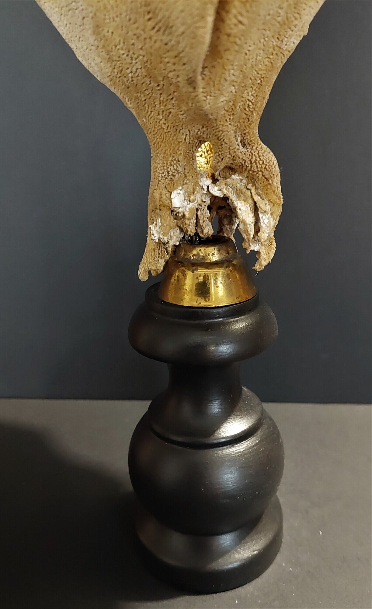 Cabinet of Curiosities sponge cut carteriospongia foliascens on base