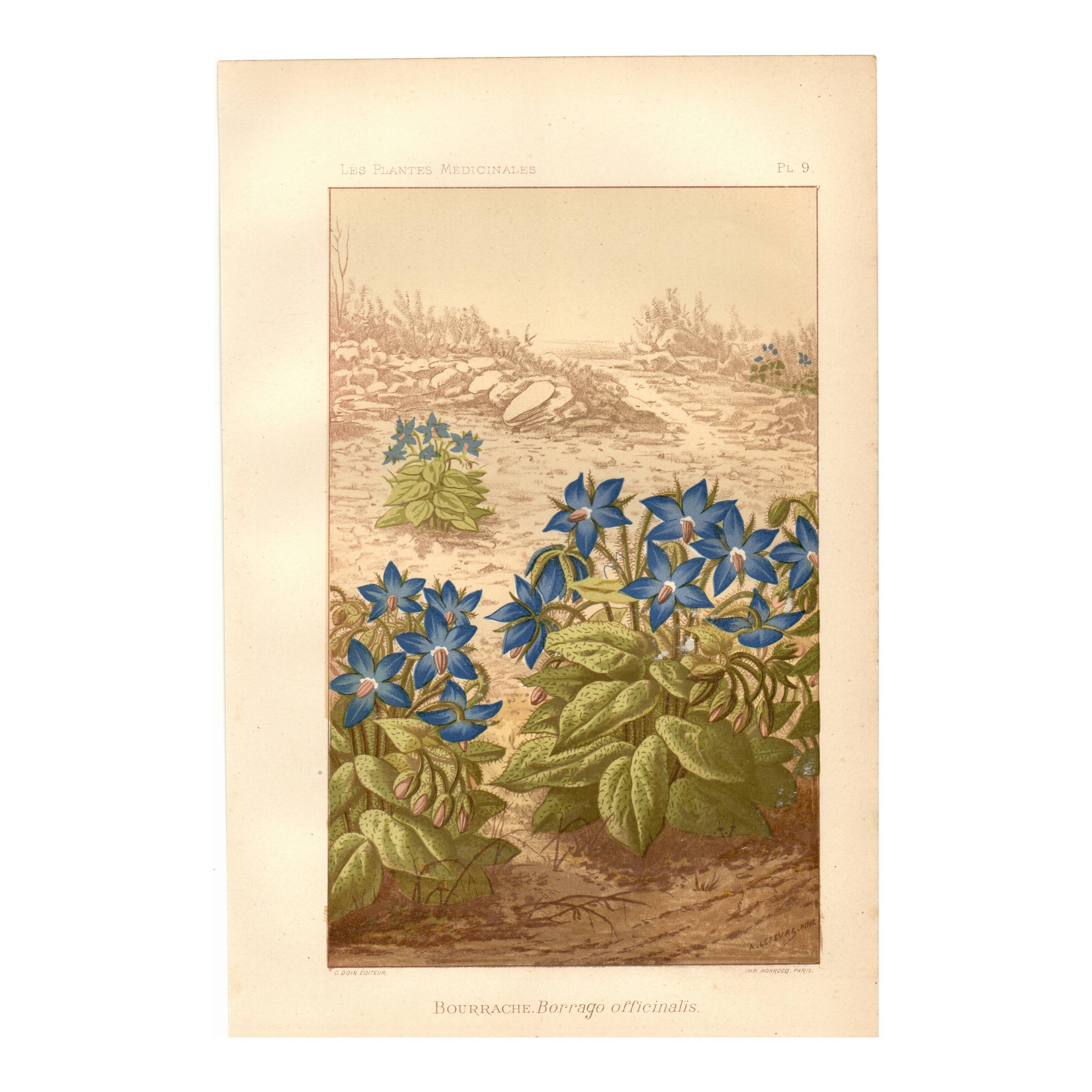 Gravure ancienne 1889 - Bourrache par Lefevre. Lithographie fleur botanique