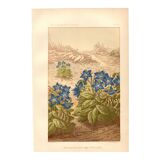 Gravure ancienne 1889 - Bourrache par Lefevre. Lithographie fleur botanique