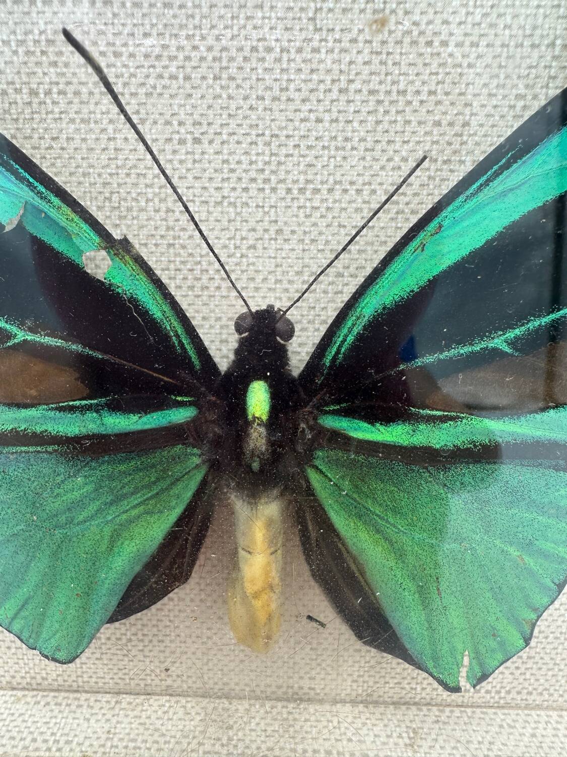 Vintage butterflies frame