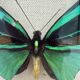 Vintage butterflies frame