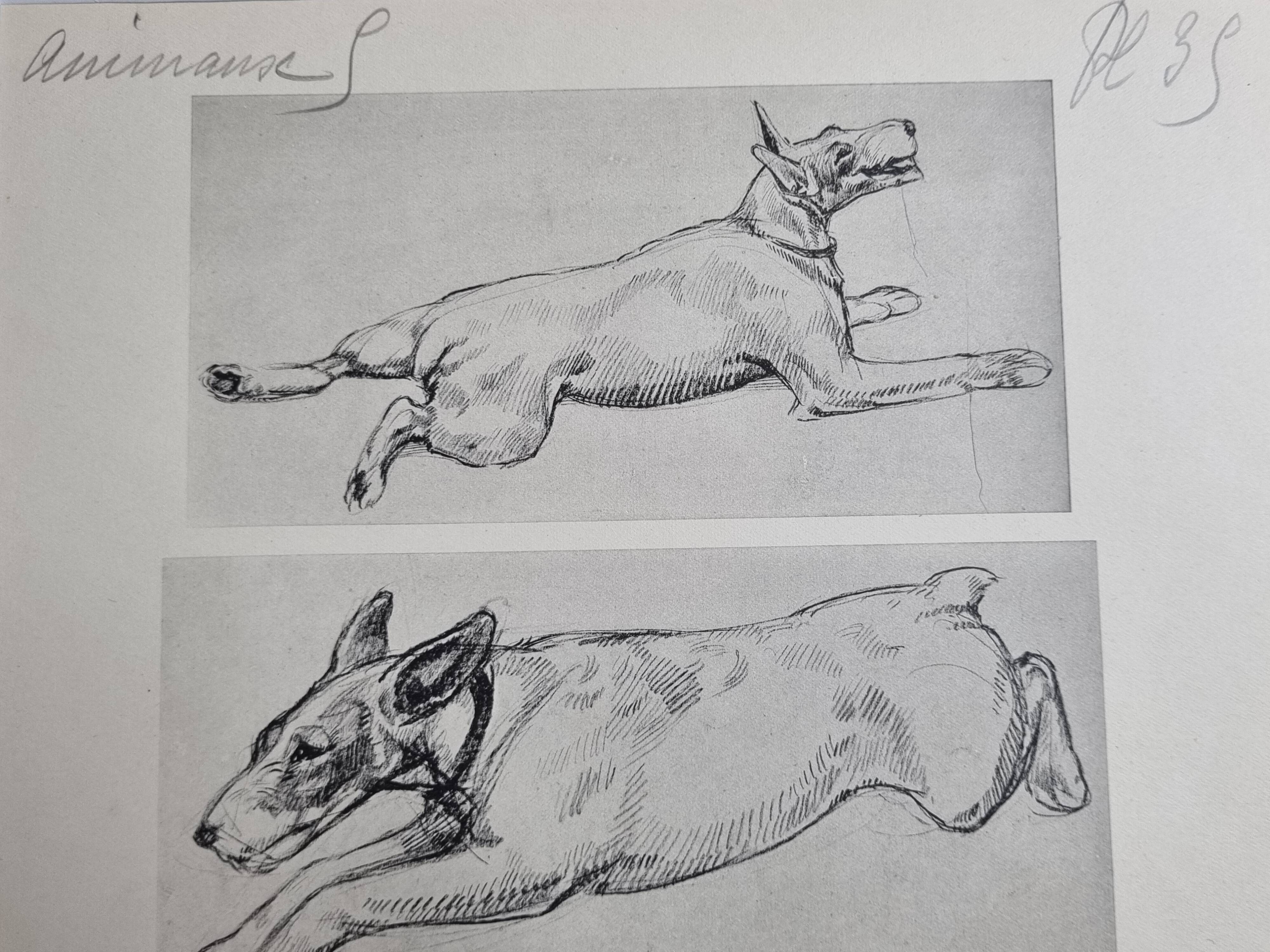 Illustrated plate, Studies of Terrier dogs, signed André Margat, 1930