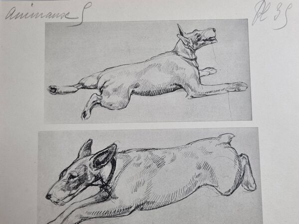 Planche illustrée, Études de chien Terrier, signée André Margat, 1930
